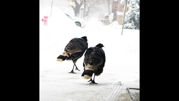 SCN photo by Marlo Pronovost The tom turkey (on the left) and the female walk down the sidewalk on North Fourth Street earlier this winter.