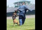 Billings Police Department K-9 Kuko practices apprehension drills at the  Columbus High School football field last week. His handler is Billings Police Officer David Firebaugh.