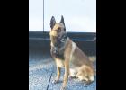 Figo has already conducted five searches and found drugs in two of those – including four pounds of meth.